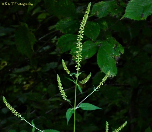 {Ambrosia trifida}